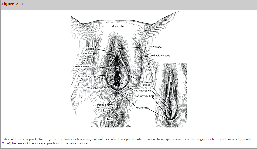 The lower anterior vaginal wall is visible through the labia minora.